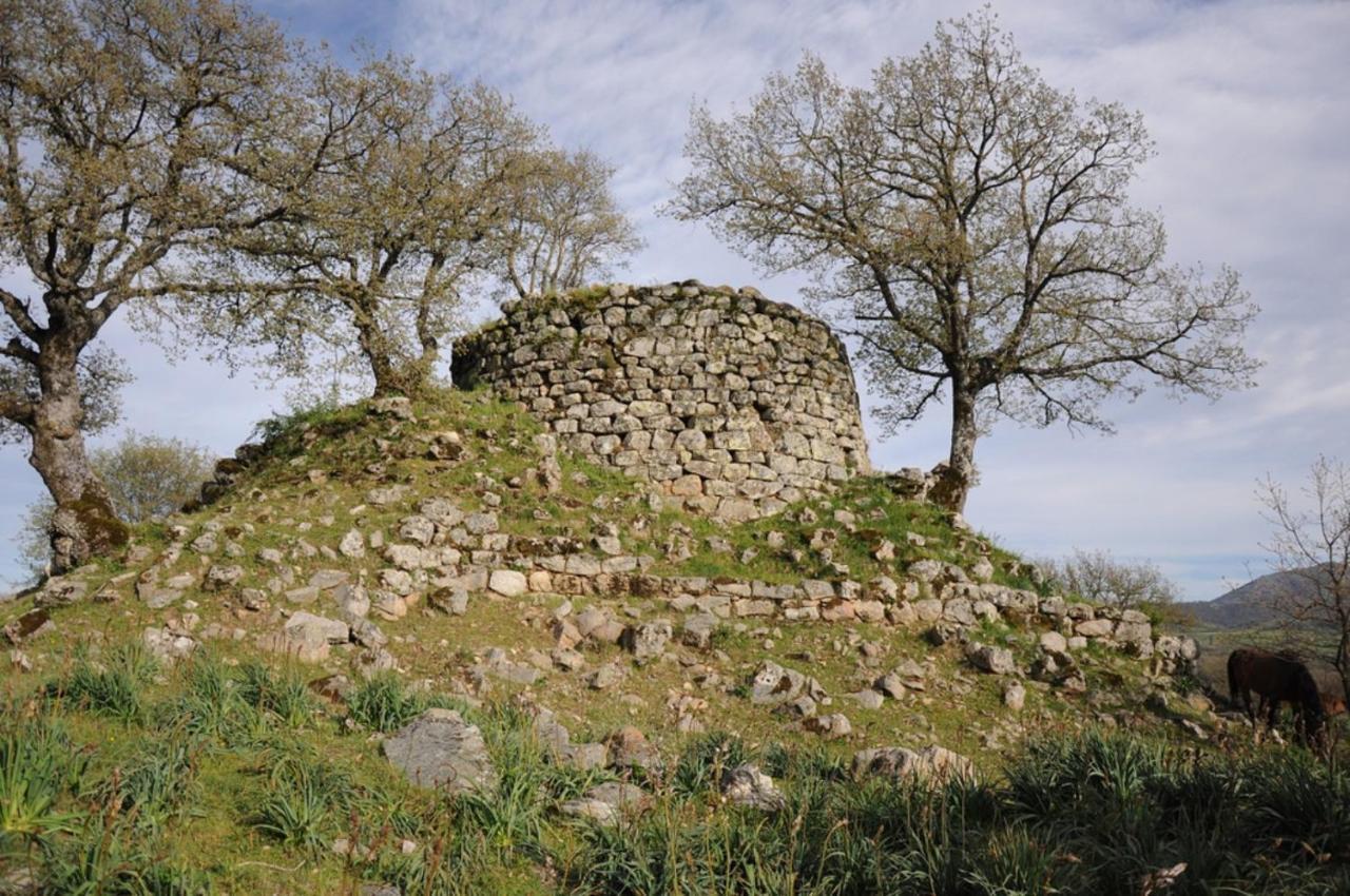 L Agrifoglio Di Rita Loddo *